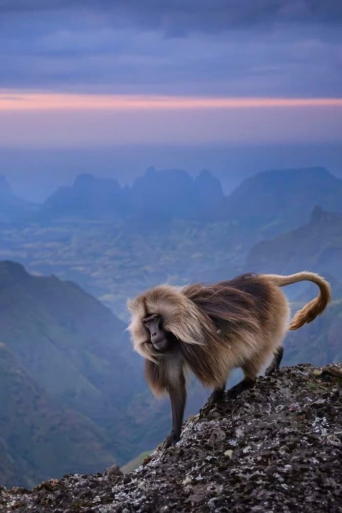 Gelada baboon