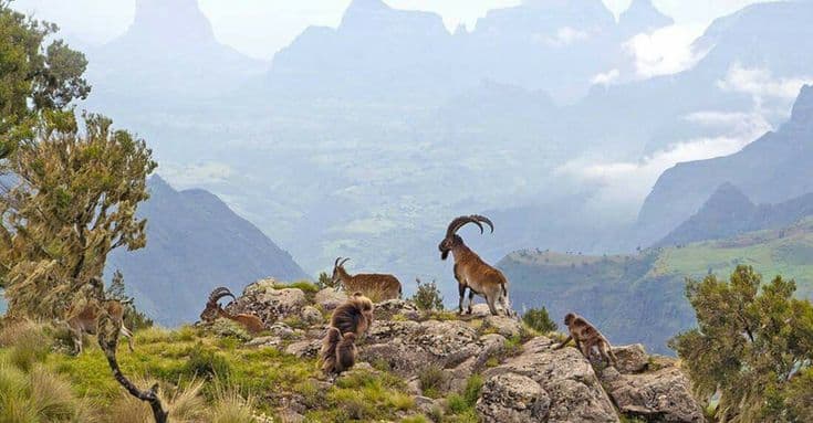 Walia wildlife